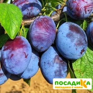 Слива Чачакская ранняя купить по цене от 229.00р. в интернет-магазине «Посадика» с доставкой почтой в в Приозерске и по всей России – [изображение №1].