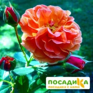 Роза Арабия купить по цене от 350.00р. в интернет-магазине «Посадика» с доставкой почтой в в Приозерске и по всей России – [изображение №1].