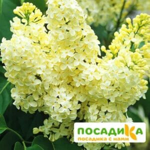 Сирень Примроуз (Primrose) купить по цене от 529.00р. в интернет-магазине «Посадика» с доставкой почтой в в Приозерске и по всей России – [изображение №1].