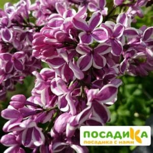 Сирень Сенсация купить по цене от 529.00р. в интернет-магазине «Посадика» с доставкой почтой в в Приозерске и по всей России – [изображение №1].