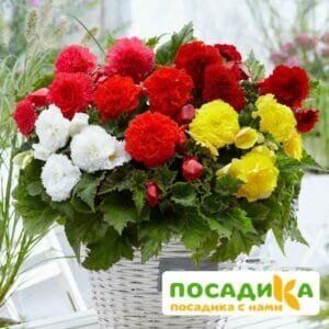 Бегония Фимбриата купить по цене от 235р. в интернет-магазине «Посадика» с доставкой почтой в в Приозерске и по всей России – [изображение №1].