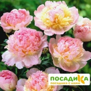 Пион Распберри Сандей (Paeonia Raspberry Sundae) купить по цене от 959р. в интернет-магазине «Посадика» с доставкой почтой в в Приозерске и по всей России – [изображение №1].