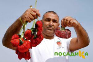 Клубника Гигант Джорнея купить по цене от 266р. в интернет-магазине «Посадика» с доставкой почтой в в Приозерске и по всей России – [изображение №1].