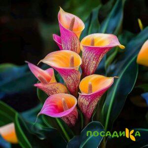Калла Оникс купить по цене от 450р. в интернет-магазине «Посадика» с доставкой почтой в в Приозерске и по всей России – [изображение №1].