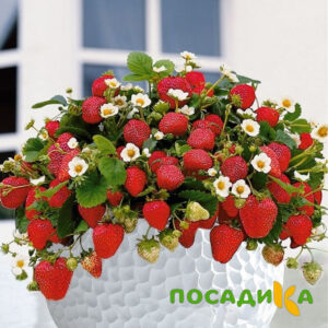 Клубника Рубиновый Шепот (горшечная) купить по цене от 240р. в интернет-магазине «Посадика» с доставкой почтой в в Приозерске и по всей России – [изображение №1].