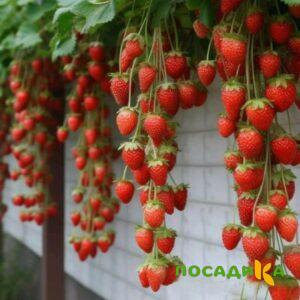 Клубника вьющаяся Комплимент купить по цене от 470р. в интернет-магазине «Посадика» с доставкой почтой в в Приозерске и по всей России – [изображение №1].