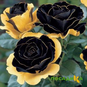 Роза Ханни Сикл купить по цене от 700р. в интернет-магазине «Посадика» с доставкой почтой в в Приозерске и по всей России – [изображение №1].