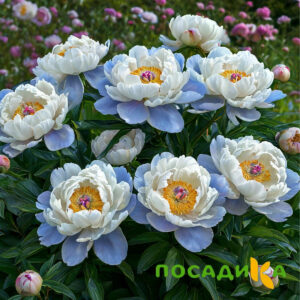 Пион акварельный Этюд купить по цене от 806р. в интернет-магазине «Посадика» с доставкой почтой в в Приозерске и по всей России – [изображение №1].