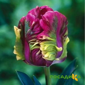 Тюльпан Экзотик Хэвен купить по цене от 186р. в интернет-магазине «Посадика» с доставкой почтой в в Приозерске и по всей России – [изображение №1].