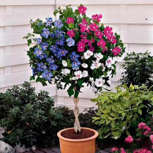 Гибискус-Дерево Триколор купить по цене от 289р. в интернет-магазине «Посадика» с доставкой почтой в в Приозерске и по всей России – [изображение №1].