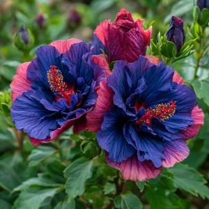 Гибискус Роуз Шайн купить по цене от 360р. в интернет-магазине «Посадика» с доставкой почтой в в Приозерске и по всей России – [изображение №1].