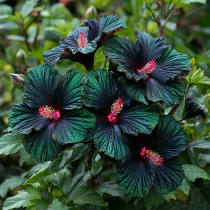 Гибискус Пикок Плюм купить по цене от 490р. в интернет-магазине «Посадика» с доставкой почтой в в Приозерске и по всей России – [изображение №1].