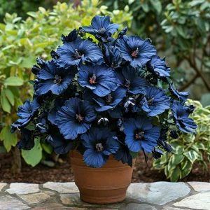 Гибискус Селестиал Флейм купить по цене от 326р. в интернет-магазине «Посадика» с доставкой почтой в в Приозерске и по всей России – [изображение №1].