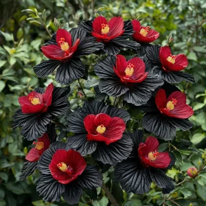 Гибискус Ройял Афеа купить по цене от 460р. в интернет-магазине «Посадика» с доставкой почтой в в Приозерске и по всей России – [изображение №1].