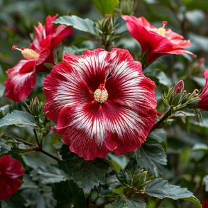 Гибискус Пурпл Мистик купить по цене от 360р. в интернет-магазине «Посадика» с доставкой почтой в в Приозерске и по всей России – [изображение №1].