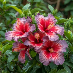 Гибискус Кримсон Флейм купить по цене от 479р. в интернет-магазине «Посадика» с доставкой почтой в в Приозерске и по всей России – [изображение №1].