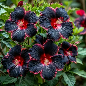 Гибискус садовый Файер Дэнсер купить по цене от 450р. в интернет-магазине «Посадика» с доставкой почтой в в Приозерске и по всей России – [изображение №1].